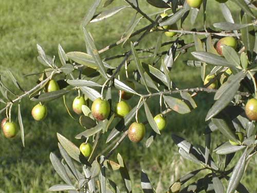 Olive di Villa Torricello