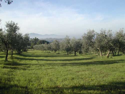 Uliveto di Villa Torricello